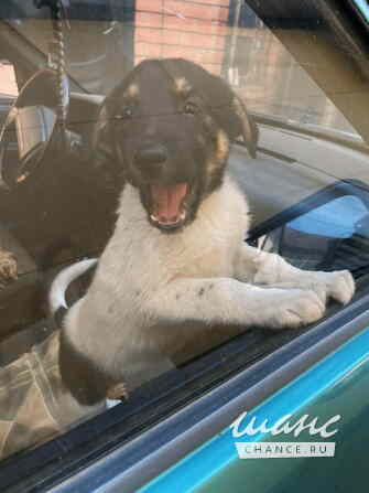 Весёлый, симпатичный щенок мальчик ищет дом Санкт-Петербург - изображение 1