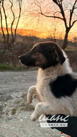 Весёлый, симпатичный щенок мальчик ищет дом Санкт-Петербург - изображение 2
