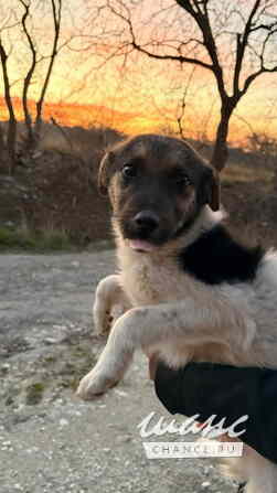 Весёлый, симпатичный щенок мальчик ищет дом Санкт-Петербург - изображение 3