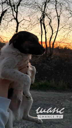 Весёлый, симпатичный щенок мальчик ищет дом Санкт-Петербург - изображение 6