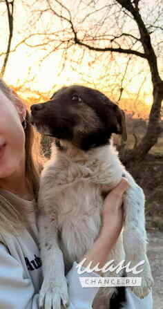 Весёлый, симпатичный щенок мальчик ищет дом Санкт-Петербург - изображение 4