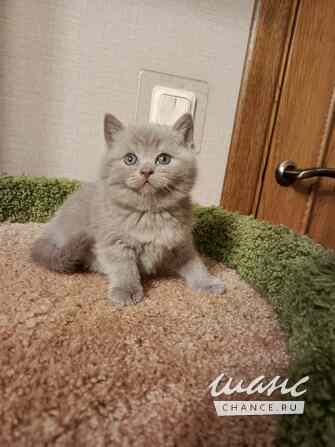 Чудо британский котенок Санкт-Петербург - изображение 3