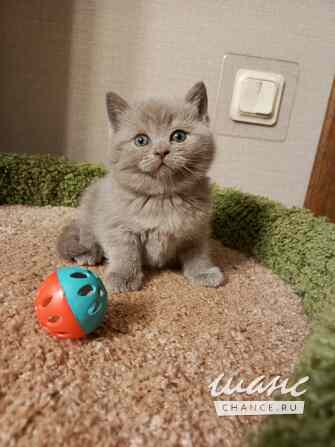 Чудо британский котенок Санкт-Петербург - изображение 5