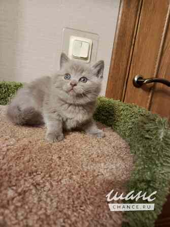 Чудо британский котенок Санкт-Петербург - изображение 4