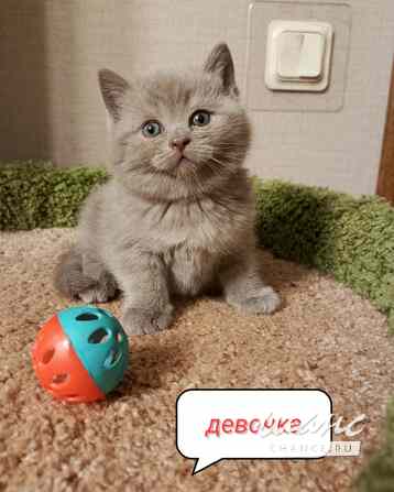 Чудо британский котенок Санкт-Петербург - изображение 1