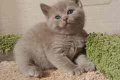 Прелестный британский малыш