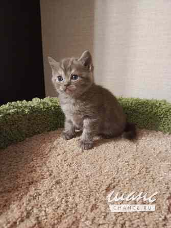 Британский котенок окрас шоколад Санкт-Петербург - изображение 2
