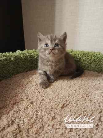Британский котенок окрас шоколад Санкт-Петербург - изображение 4
