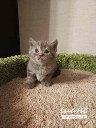 Британский котенок окрас шоколад Санкт-Петербург - изображение 3