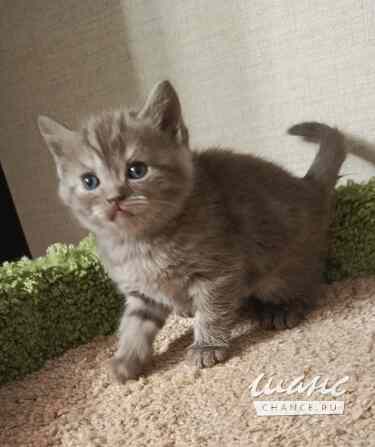 Британский котенок окрас шоколад Санкт-Петербург - изображение 1