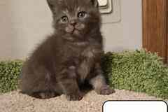 Британский изумительный котенок