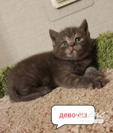 Британский изумительный котенок Санкт-Петербург - изображение 3
