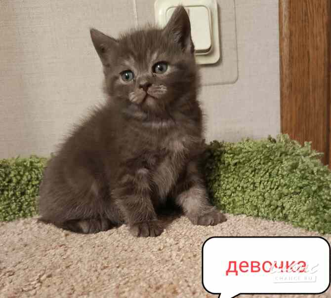 Британский изумительный котенок Санкт-Петербург - изображение 1