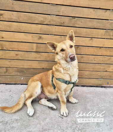 Умная и ласковая собака, метис корги, 1 год Санкт-Петербург - изображение 1