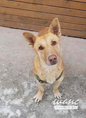 Умная и ласковая собака, метис корги, 1 год Санкт-Петербург - изображение 6