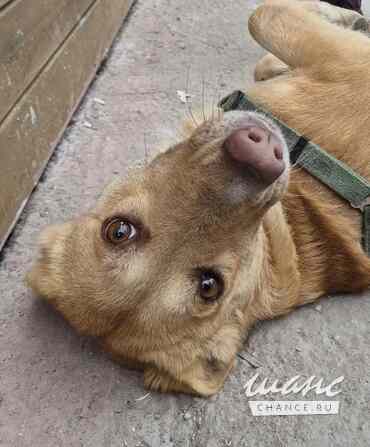 Умная и ласковая собака, метис корги, 1 год Санкт-Петербург - изображение 5