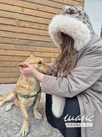 Умная и ласковая собака, метис корги, 1 год Санкт-Петербург - изображение 4