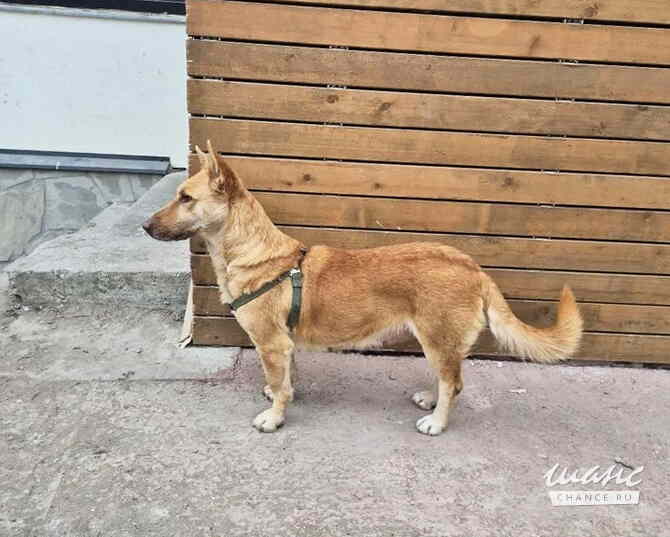 Умная и ласковая собака, метис корги, 1 год Санкт-Петербург - изображение 2