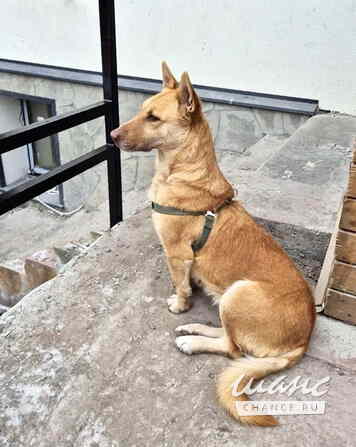 Умная и ласковая собака, метис корги, 1 год Санкт-Петербург - изображение 9