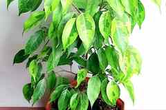 Фикусы Регидан Живые Взрослые