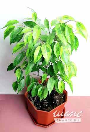 Фикусы Регидан Живые Взрослые Москва - изображение 1