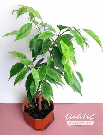 Фикусы Регидан Живые Взрослые Москва - изображение 4