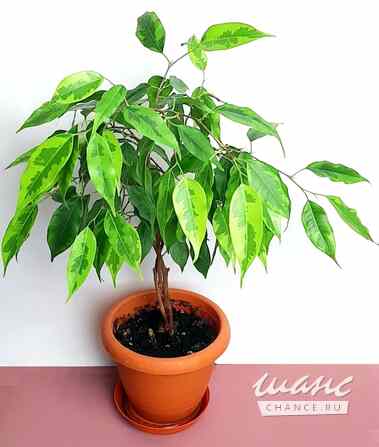 Фикусы Регидан Живые Взрослые Москва - изображение 3