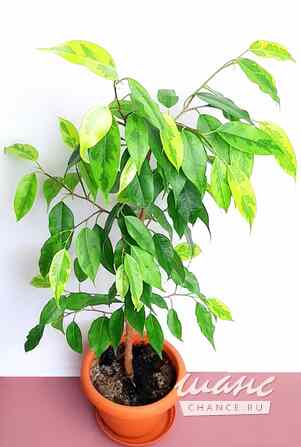 Фикусы Регидан Живые Взрослые Москва - изображение 2