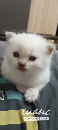 Котята Щёлково - изображение 2
