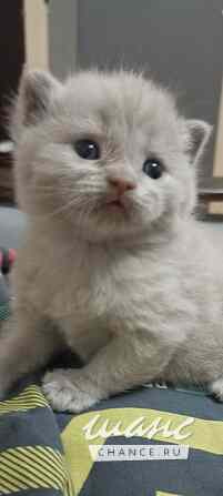 Котята Щёлково - изображение 1