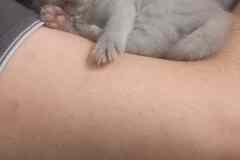 Котенок ищет дом