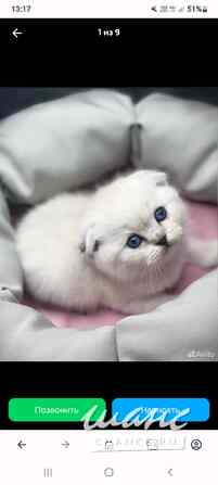 Котенок ищет дом Щёлково - изображение 2