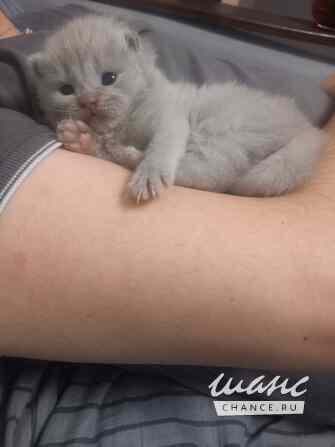 Котенок ищет дом Щёлково - изображение 1