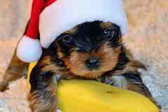 ЩЕНОЧКИ ЙОРКШИРСКОГО ТЕРЬЕРА