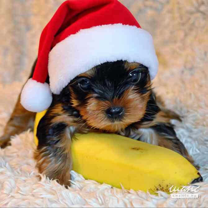 ЩЕНОЧКИ ЙОРКШИРСКОГО ТЕРЬЕРА Санкт-Петербург - изображение 1