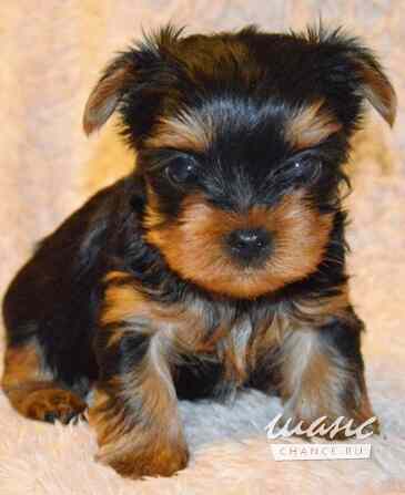 ЩЕНОЧКИ ЙОРКШИРСКОГО ТЕРЬЕРА Санкт-Петербург - изображение 2