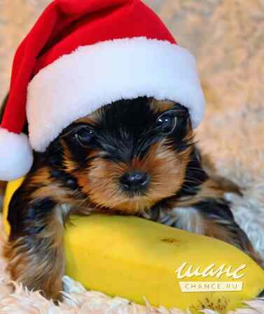 ЩЕНОЧКИ ЙОРКШИРСКОГО ТЕРЬЕРА Санкт-Петербург - изображение 3