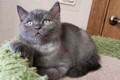 Британский богатырек голубой на серебре