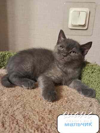 Британский богатырек блю поинт Санкт-Петербург - изображение 4