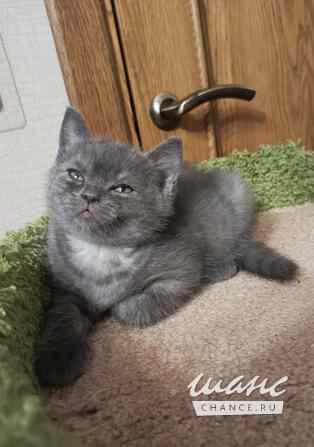 Британский богатырек голубой на серебре Санкт-Петербург - изображение 5