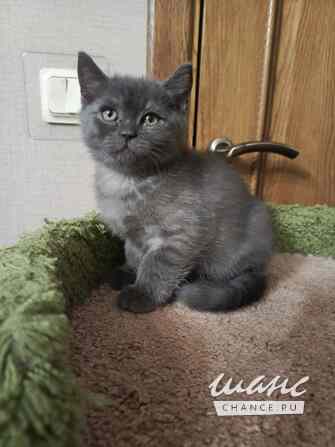 Британский богатырек голубой на серебре Санкт-Петербург - изображение 4