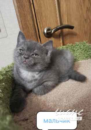 Британский богатырек блю поинт Санкт-Петербург - изображение 1