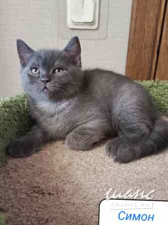 Британский богатырек голубой на серебре Санкт-Петербург - изображение 3