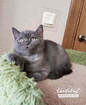 Британский богатырек голубой на серебре Санкт-Петербург - изображение 1