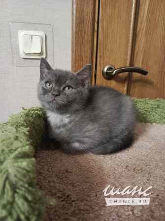 Британский богатырек блю поинт Санкт-Петербург - изображение 2