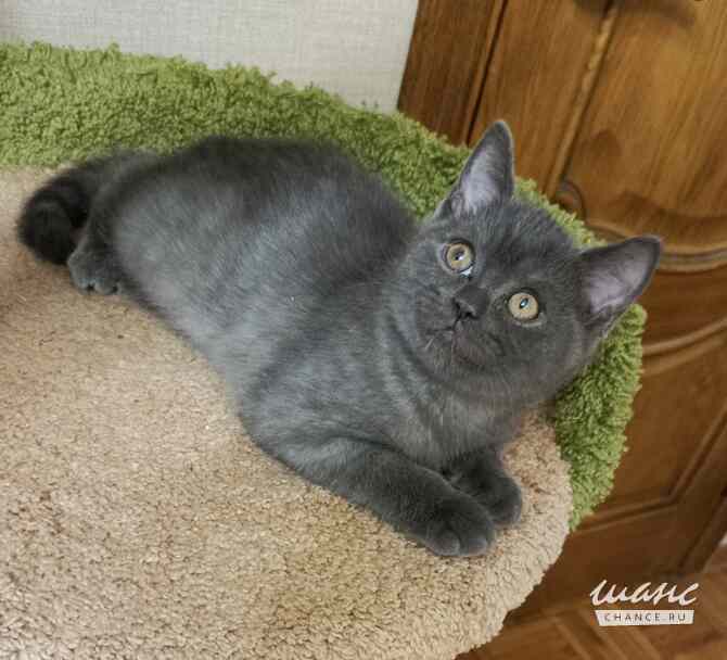 Британский богатырек голубой на серебре Санкт-Петербург - изображение 2