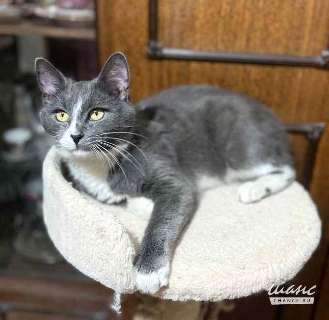 Котик ищет дом Москва - изображение 1