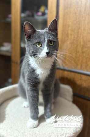 Котик ищет дом Москва - изображение 2