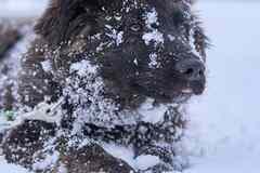 шикарный щенок ищет дом