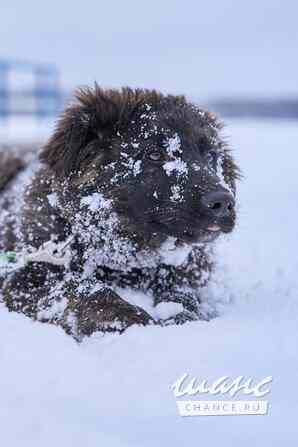 шикарный щенок ищет дом Москва - изображение 1